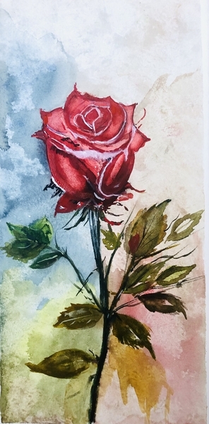 A single rose