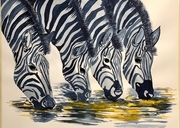 zebras