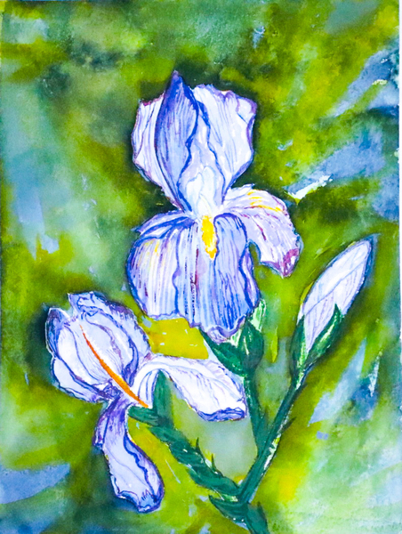 Iris, 9 x 12 inches